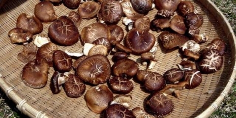 Da li je moguće sušiti gljive u električnoj sušilici